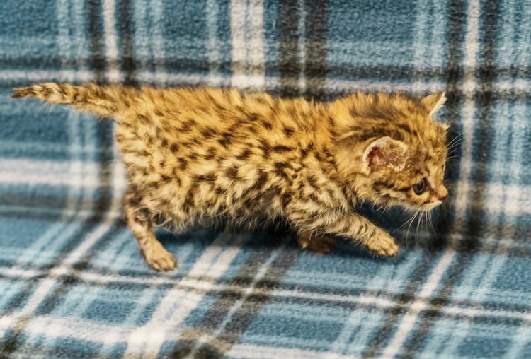 City of Waco celebrates first-ever black-footed cat kitten born at Cameron Park Zoo