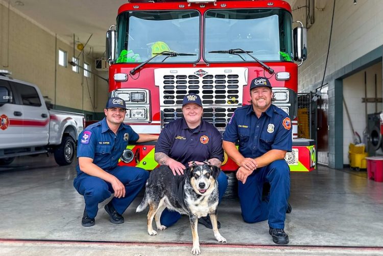 WFD crews from Station #12 remind citizens to consider adopting shelter animals after spending time with adoptable dog Harley Quinn