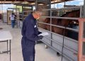 Texas Agriculture Commissioner Sid Miller announces Del Rio livestock facility reopening for horse exports to Mexico