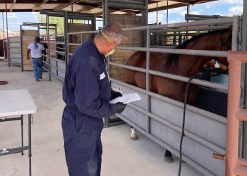 Texas Agriculture Commissioner Sid Miller announces Del Rio livestock facility reopening for horse exports to Mexico