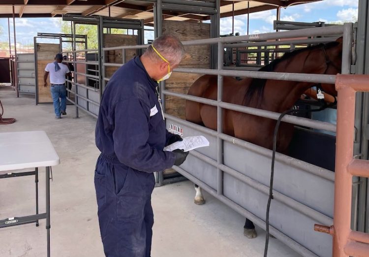 Texas Agriculture Commissioner Sid Miller announces Del Rio livestock facility reopening for horse exports to Mexico